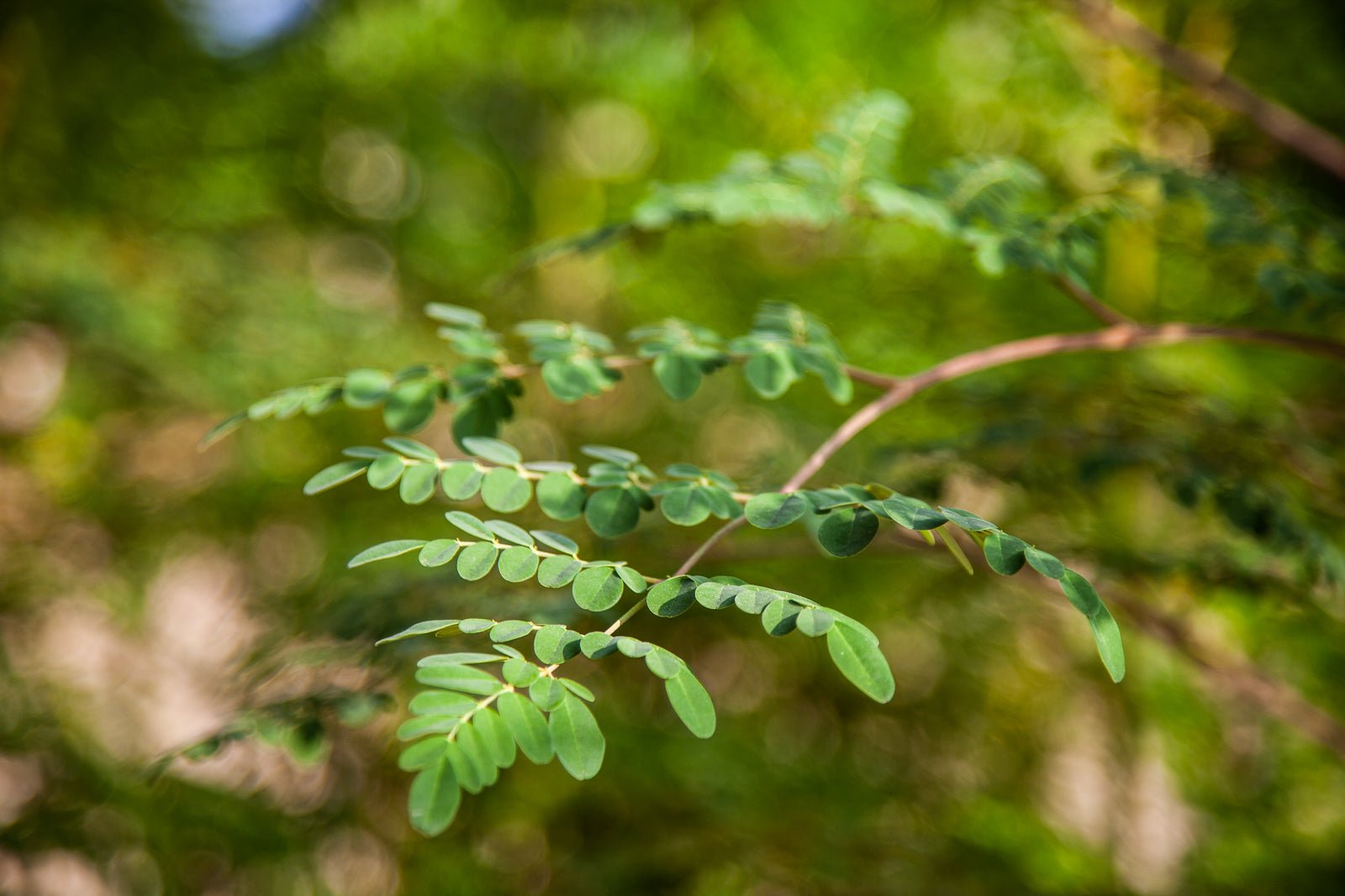 The Miracle Tree: Why We Grow Moringa - Natural Lamu Online Shop